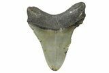 Fossil Megalodon Tooth - North Carolina #371690-1